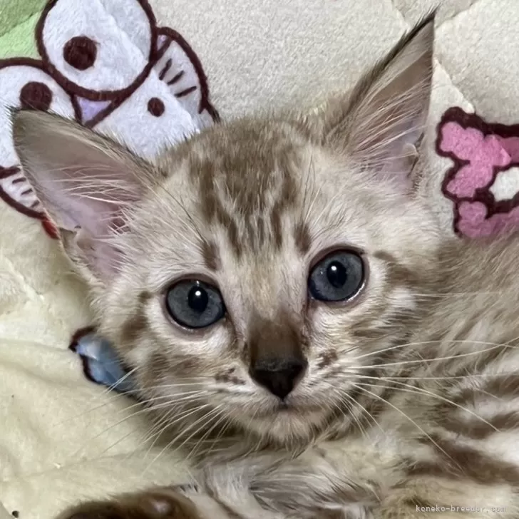 I.K 様のお迎えした子猫