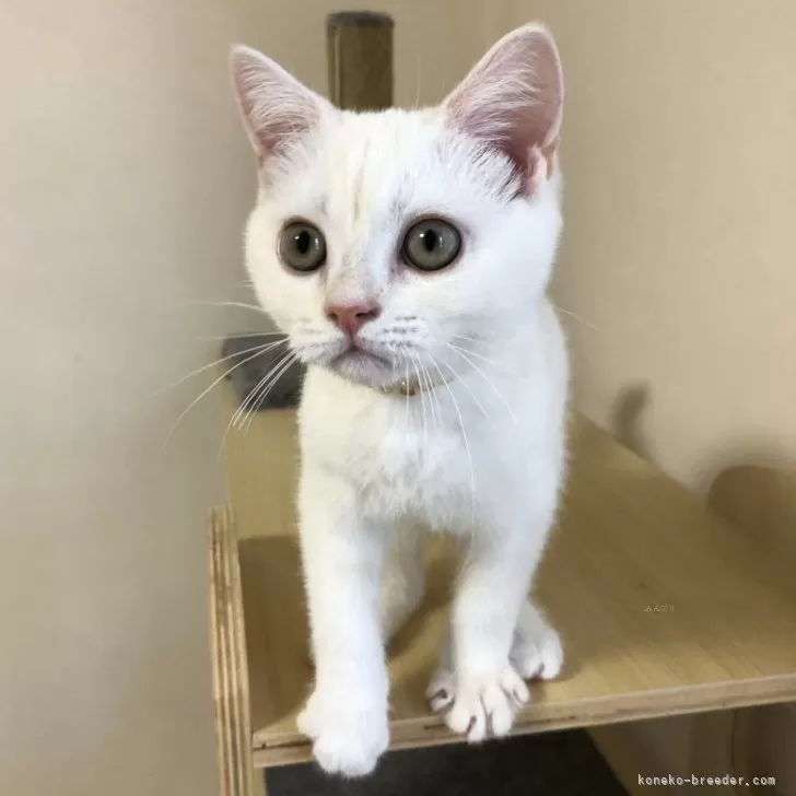 ID:2406-01899の子猫