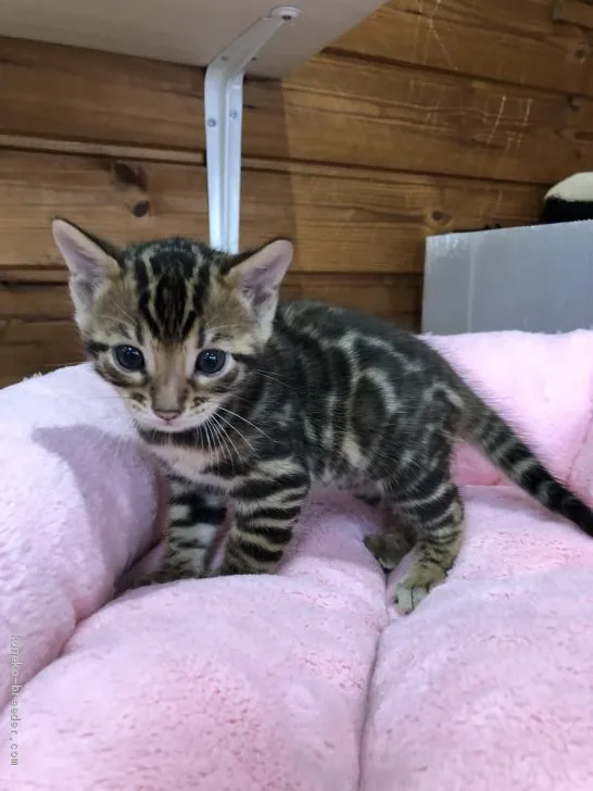 ID：1905-00612の子猫