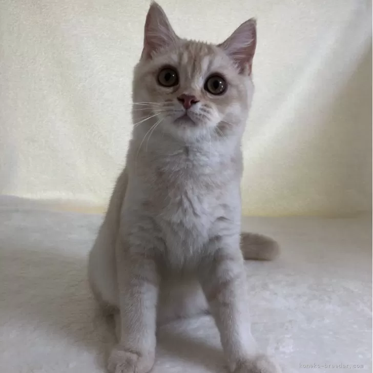 ID:2406-02942の子猫