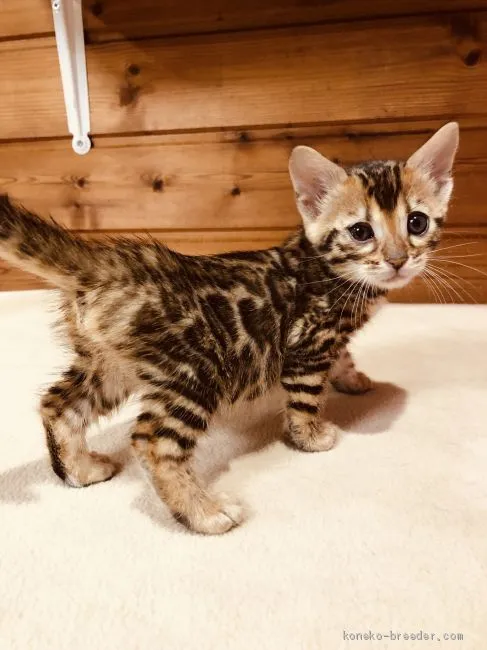 ID：1905-00614の子猫
