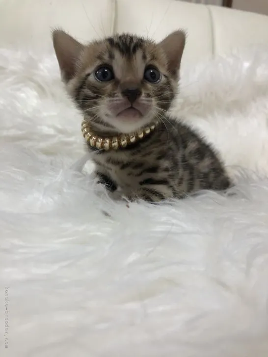 ID:2107-02409の子猫