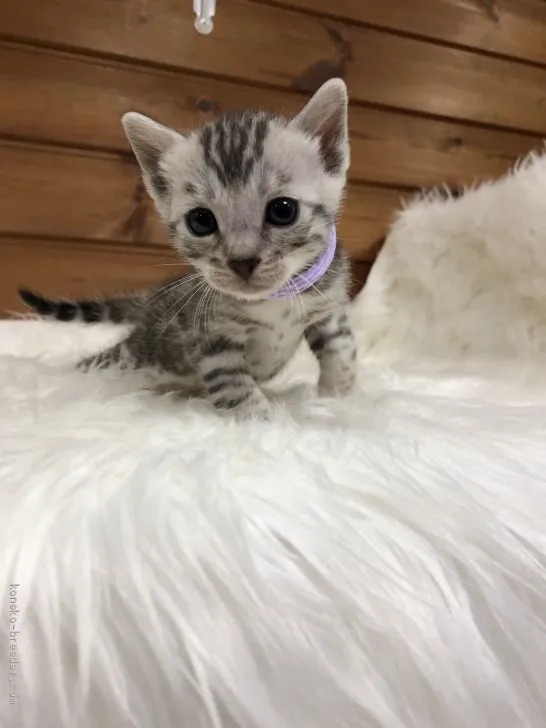 michico 様のお迎えした子猫