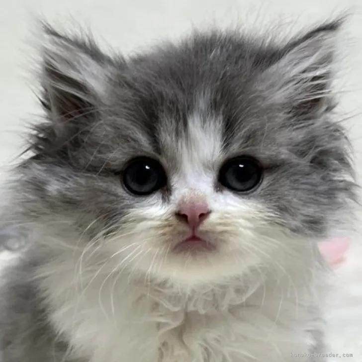 ID：2308-03189の子猫