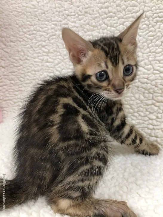 Y.F 様のお迎えした子猫