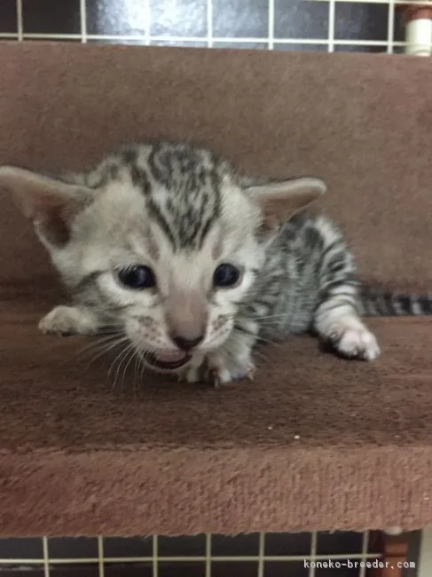 ID:1803-01208の子猫