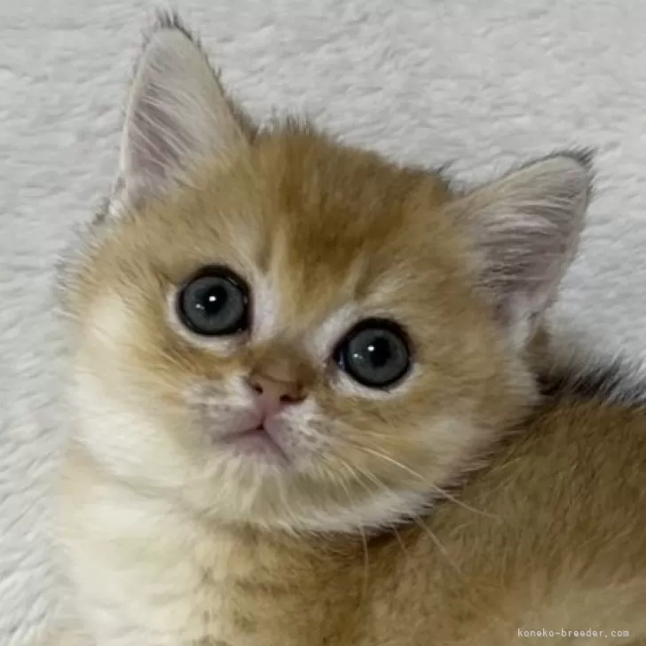 ID:2411-01026の子猫