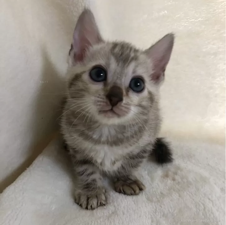 ID：2406-02299の子猫