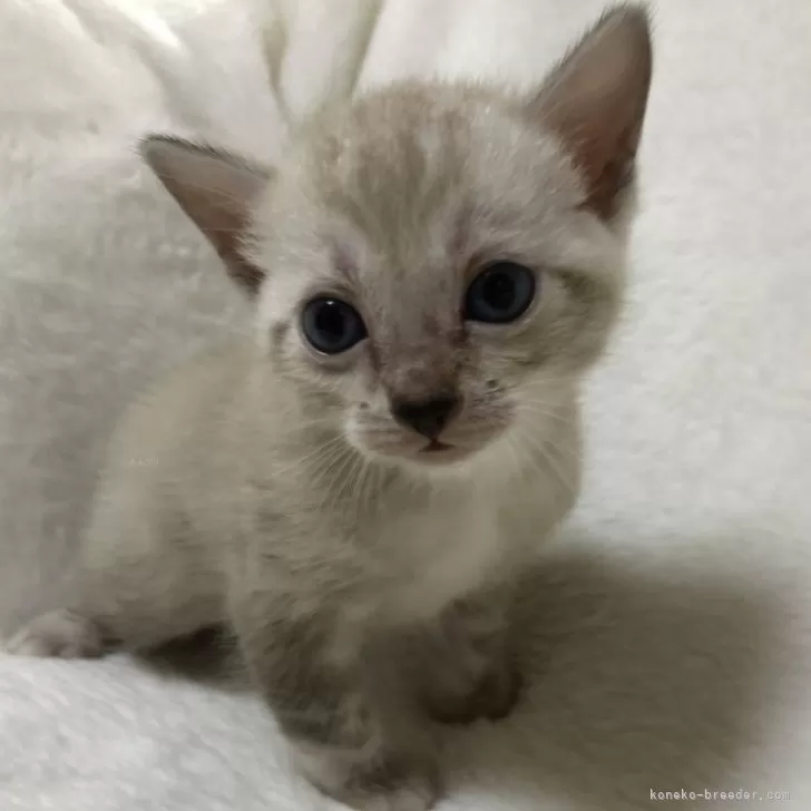 ID:2410-02961の子猫