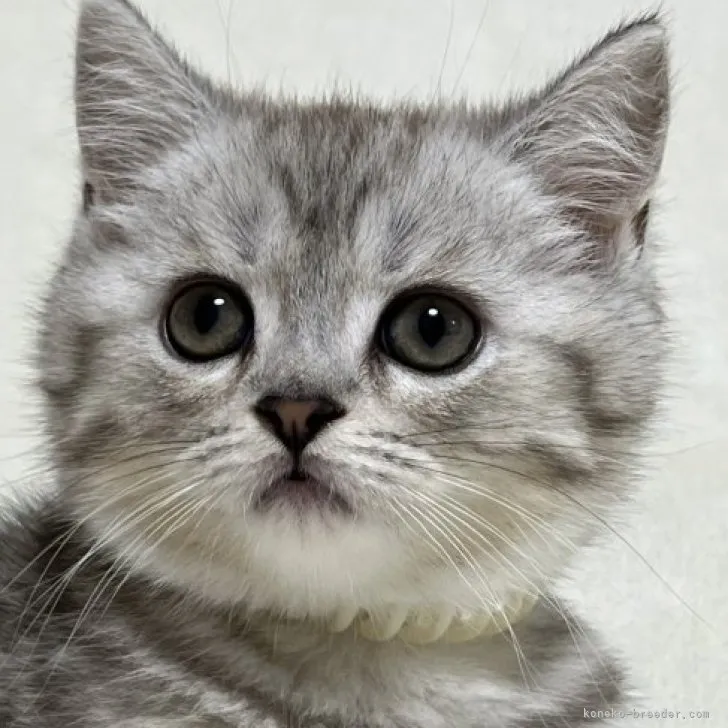 ID:2304-02590の子猫