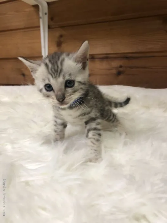 ID：1908-01033の子猫