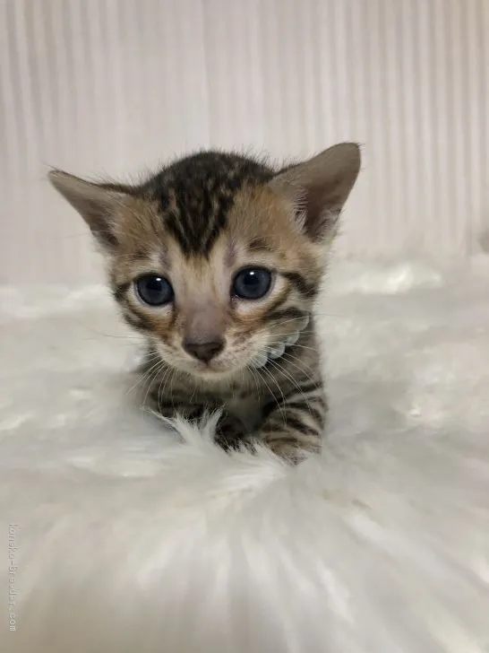 ID：2102-00039の子猫