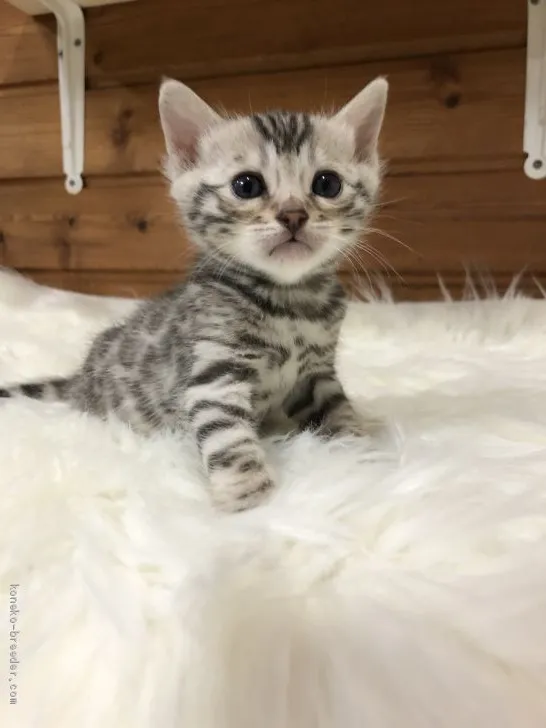 ID：2002-01500の子猫