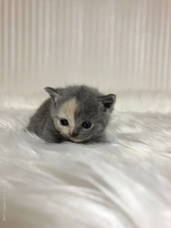 ID:2003-01525の子猫