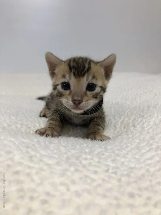 ID:2012-00709の子猫