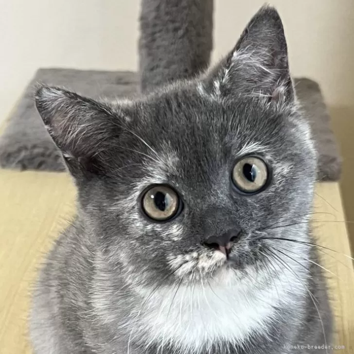 ID：2408-00271の子猫