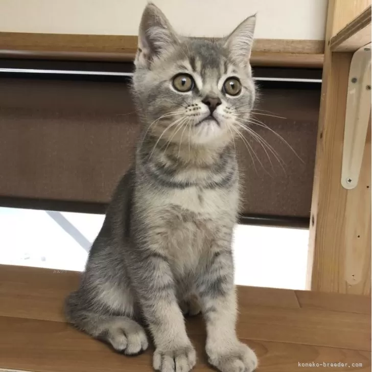 ID：2408-00050の子猫