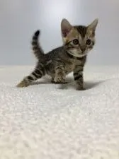 ID：2006-02009の子猫
