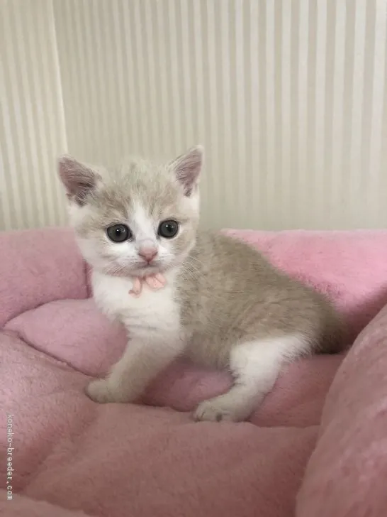 M 様のお迎えした子猫
