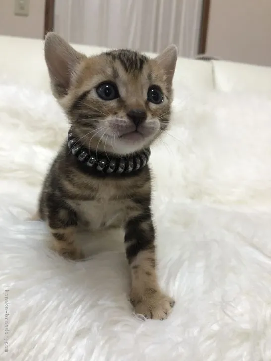 猫大好き 様のお迎えした子猫