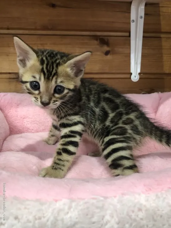 ID：1905-00547の子猫