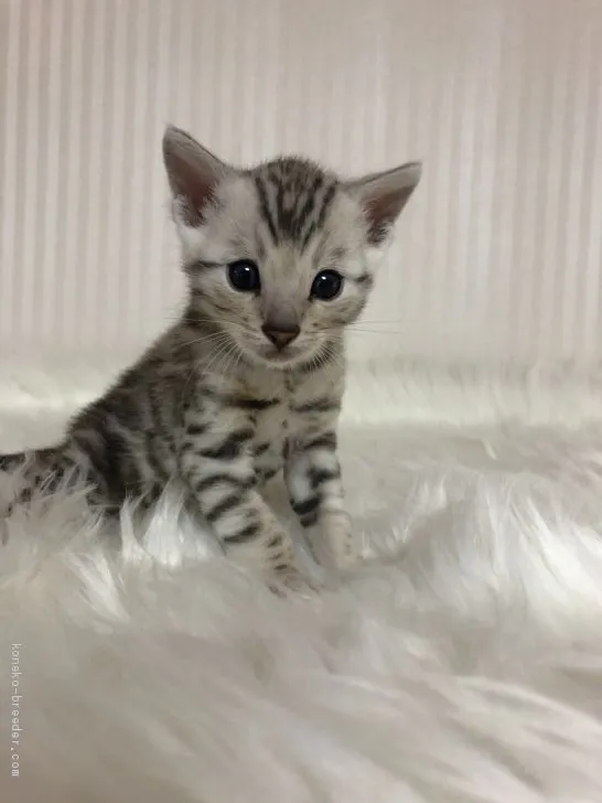 みかちん 様のお迎えした子猫