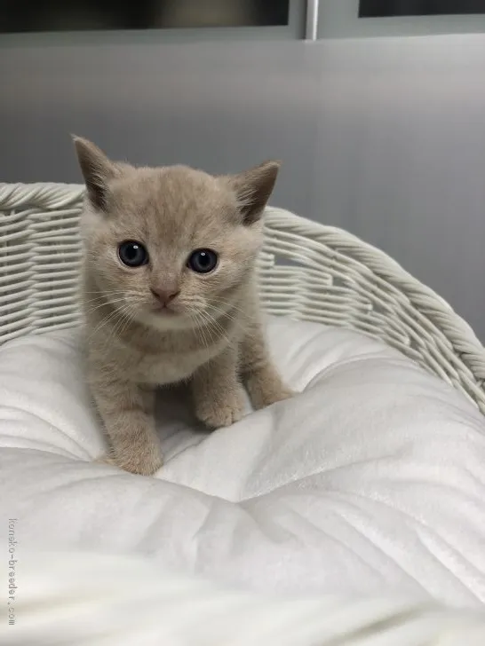 ID：1906-00277の子猫