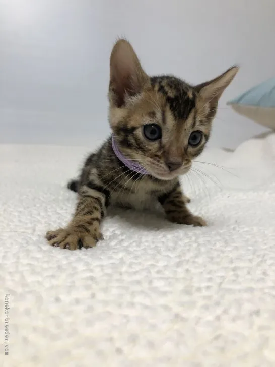 ID:2006-02008の子猫