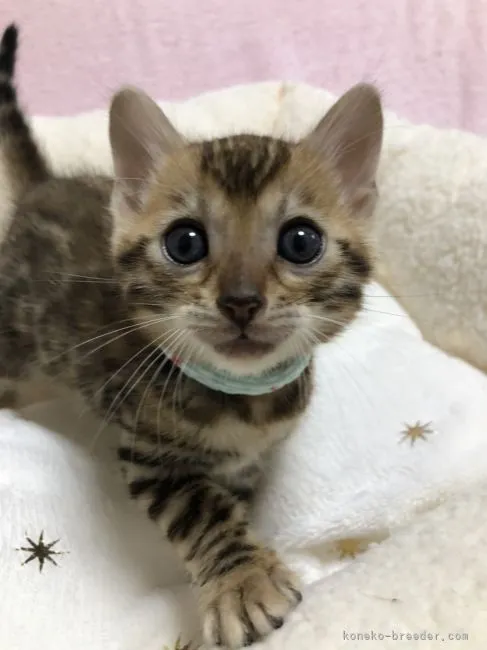 ID:2108-00086の子猫