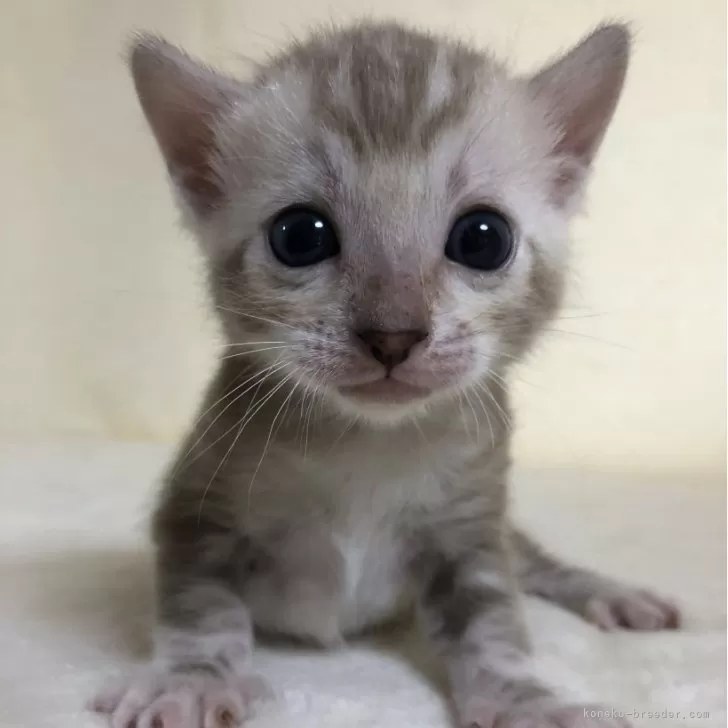 ID:2406-02301の子猫
