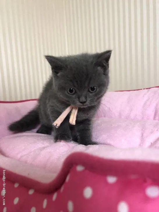 ID：1905-00543の子猫