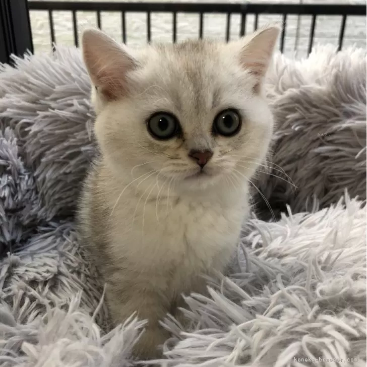 しげちゃん 様のお迎えした子猫