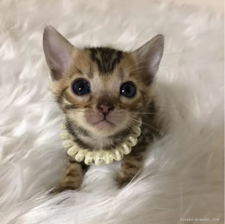 ID：2312-02726の子猫