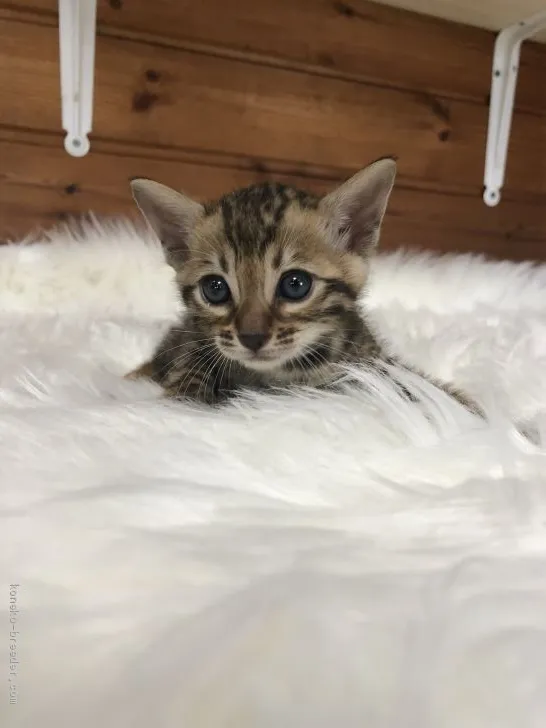 ID:1908-01797の子猫