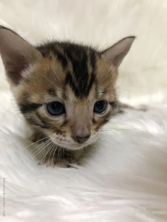 ID:2109-02108の子猫