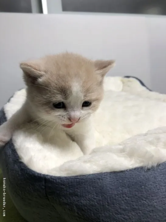 ID:1902-01310の子猫