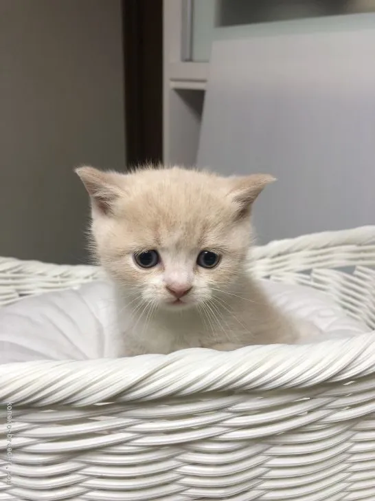 ID:1906-00276の子猫