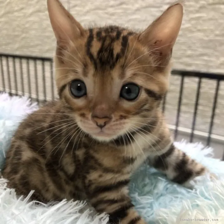 S.O 様のお迎えした子猫