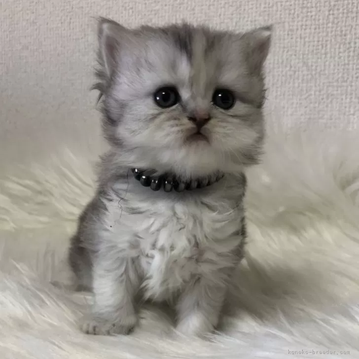 ID：2412-01074の子猫