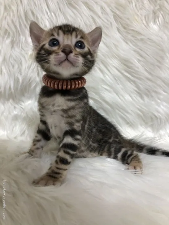 H.K 様のお迎えした子猫