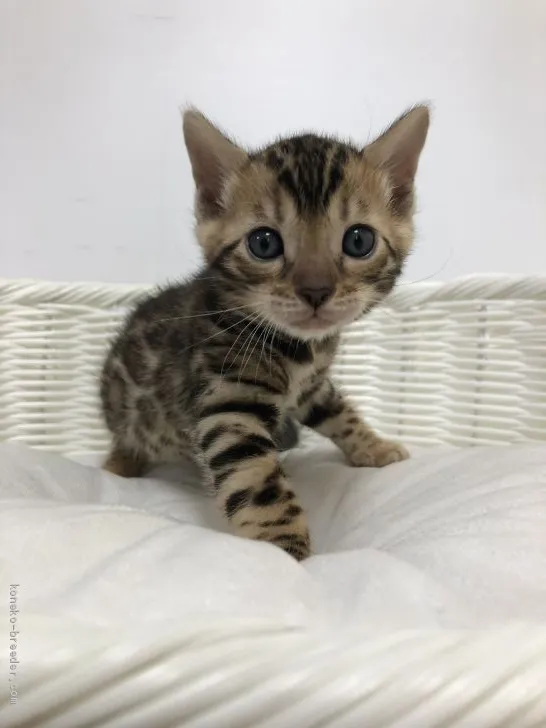 ID：2002-00782の子猫