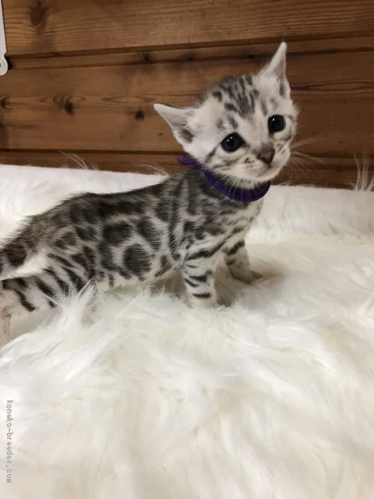 ID:1912-00917の子猫