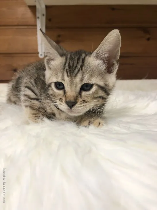 ID：1908-00430の子猫