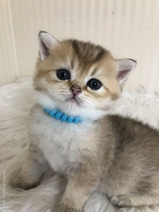 S.W 様のお迎えした子猫