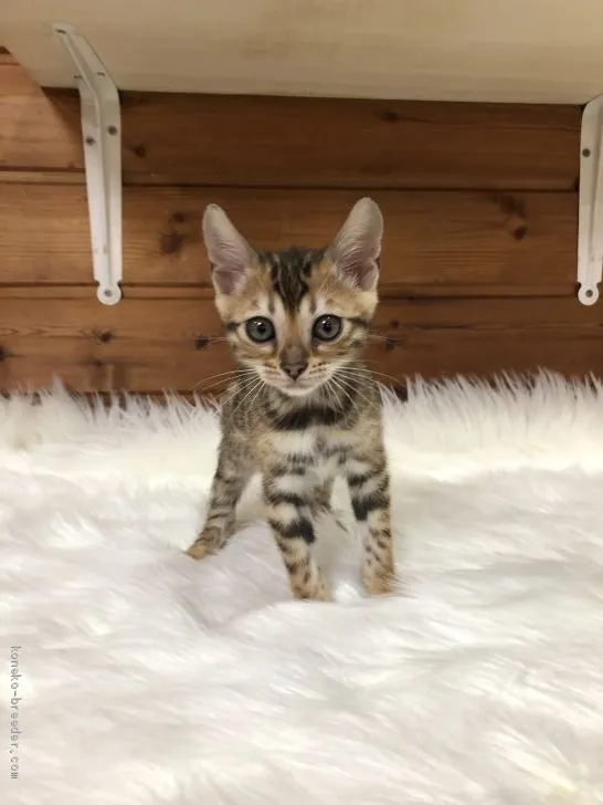 ID：2002-00229の子猫