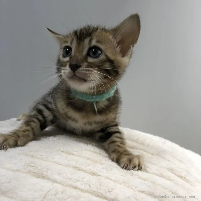 ID：1809-00725の子猫