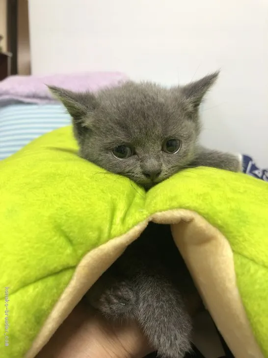 ID:1909-00588の子猫