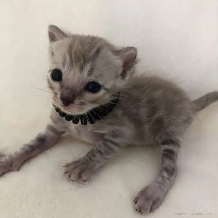 ID:2405-02183の子猫