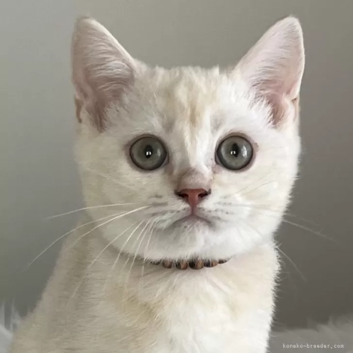 ID:2406-01900の子猫