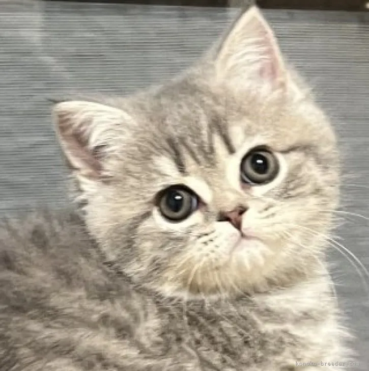 ID:2304-03116の子猫